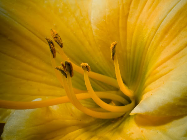 Close-up of a yellow flower with prominent stamens and a soft gradient of colors from yellow to green near the center.