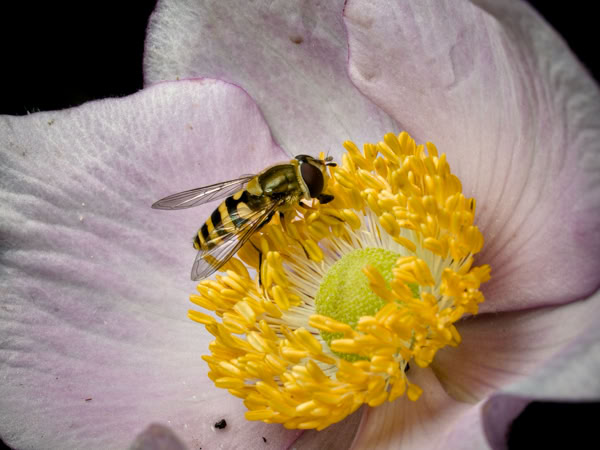 A bee on a yellow and white flower.