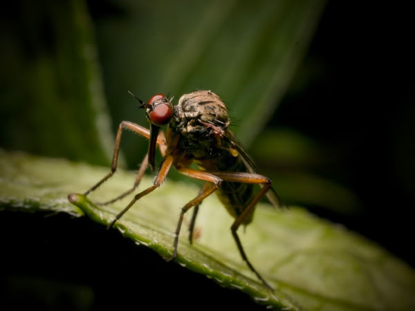 Close-up of a fly with red eyes and brown body standing on a green leaf.