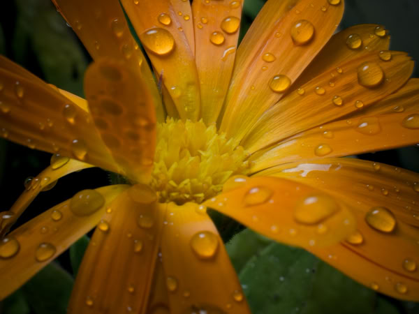 Orange flower with water droplets on petals and green leaves in the background.
