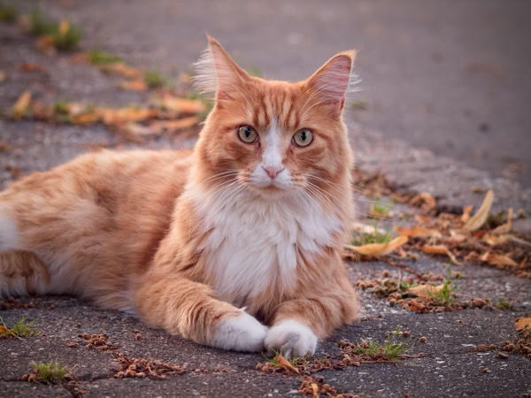 A fluffy orange and white cat lying on a pavement with scattered leaves.