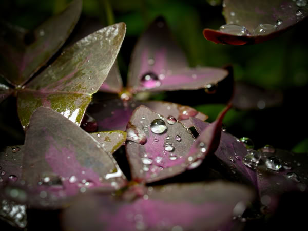 Purple leaves with water droplets on their surface.