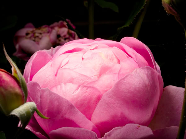 Close-up of a pink rose in bloom with a dark background and a partially visible bud on the left.