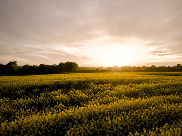 A field of yellow flowers under a cloudy sky with the sun setting on the horizon.