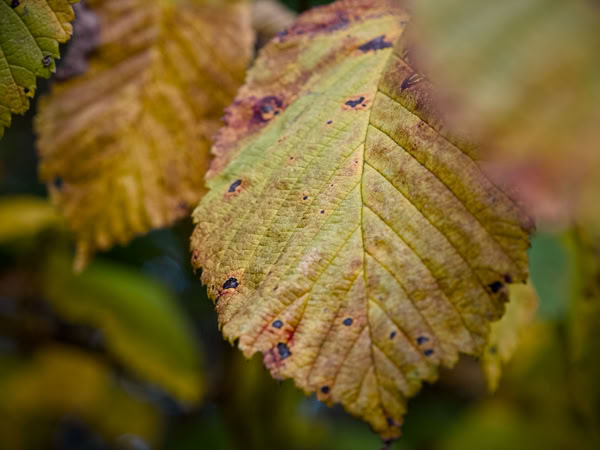 Close-up of yellow and brown autumn leaves with visible veins and spots.
